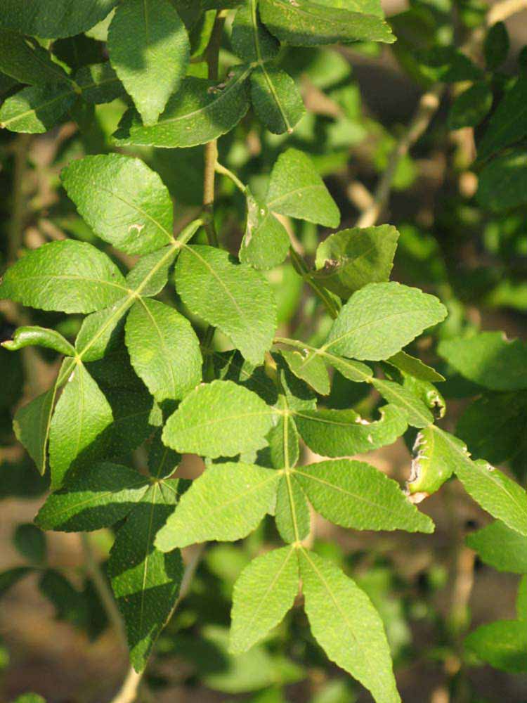              Sun leaves (Riverside, CA)       